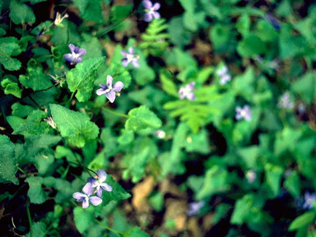 Viola sororia (Missouri violet) #15734