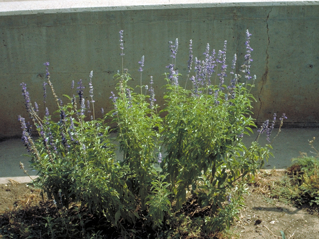 Salvia farinacea (Mealy blue sage) #17060