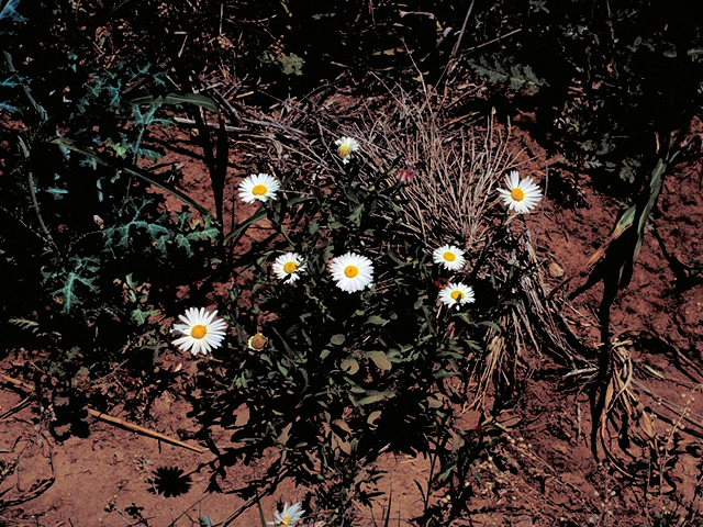 Aphanostephus skirrhobasis (Lazy daisy) #17068