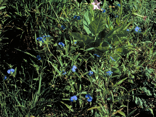 Commelina erecta (Dayflower) #17075