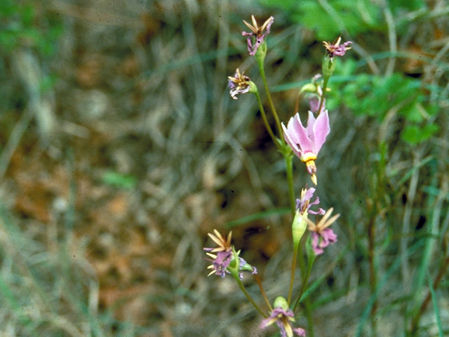 Dodecatheon meadia (Eastern shooting star) #17085