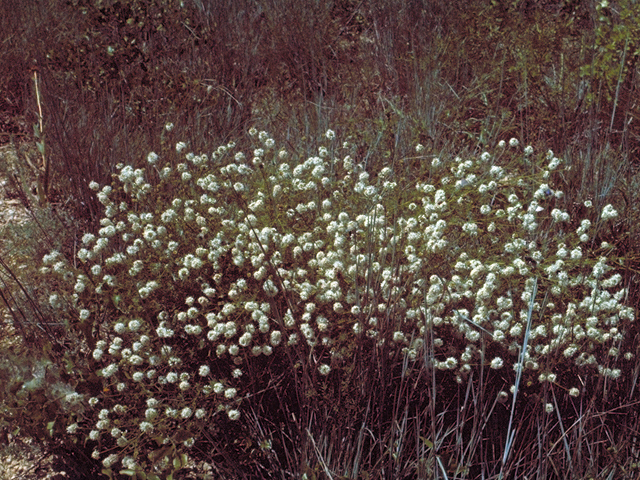 Dalea multiflora (Roundhead prairie clover) #17086
