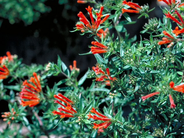 Bouvardia ternifolia (Scarlet bouvardia) #17112
