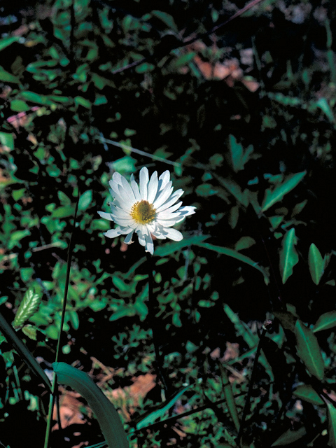 Anemone caroliniana (Carolina anemone) #17119