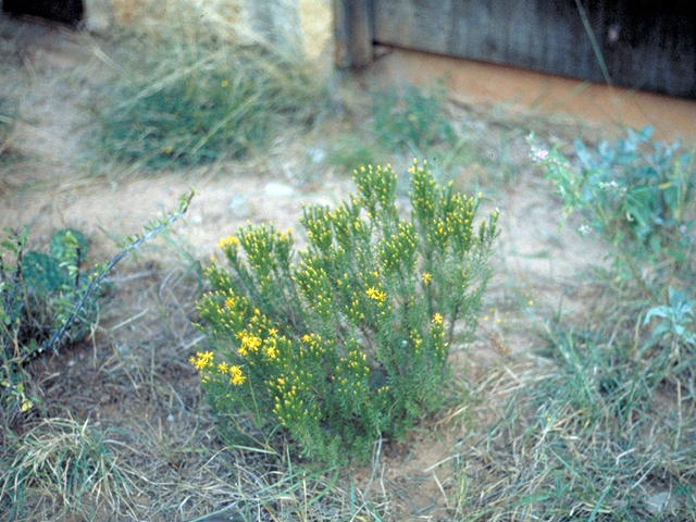 Ericameria laricifolia (Larchleaf goldenweed) #17123