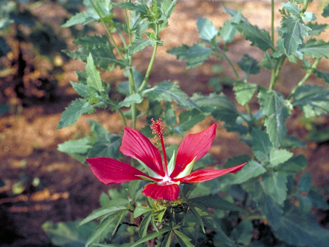 Hibiscus coccineus (Scarlet rosemallow) #17124