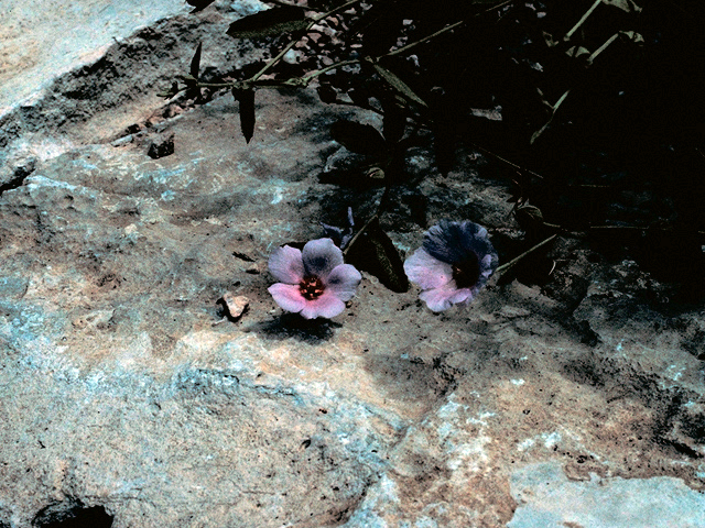 Hibiscus denudatus (Paleface) #17125