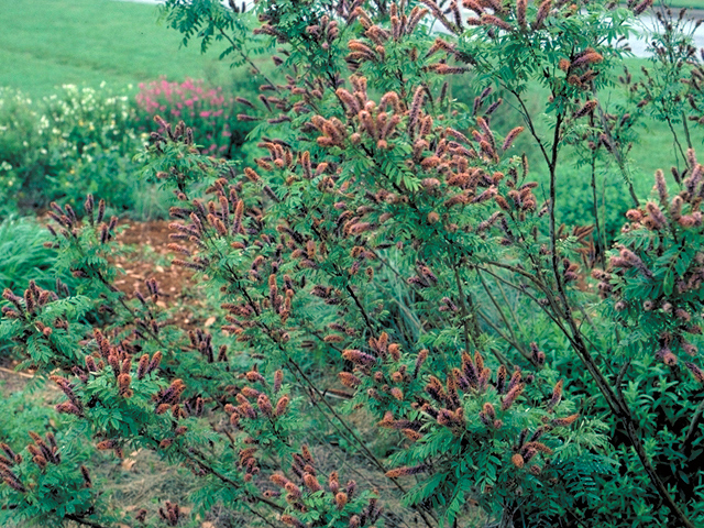 Amorpha fruticosa (Indigo bush) #17128