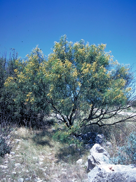 Prosopis glandulosa (Honey mesquite) #18039