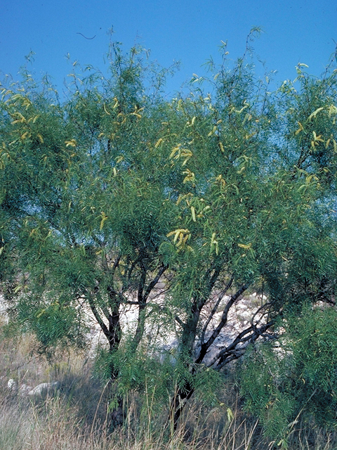 Prosopis glandulosa (Honey mesquite) #18040