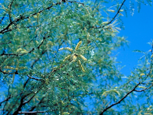 Prosopis glandulosa (Honey mesquite) #18043