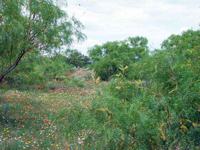 Prosopis glandulosa (Honey mesquite) #18047