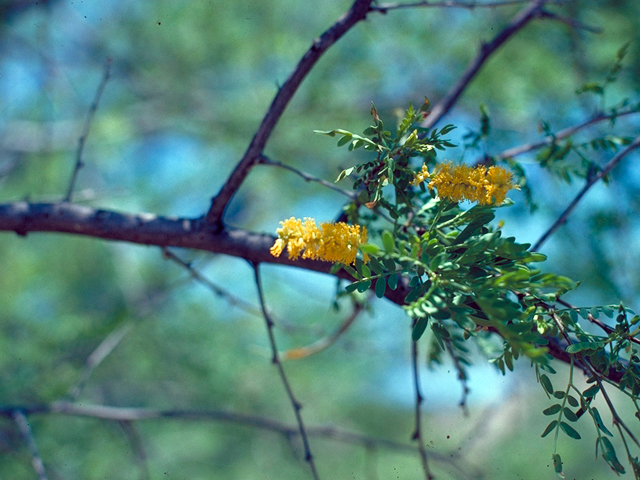 Prosopis glandulosa (Honey mesquite) #18048