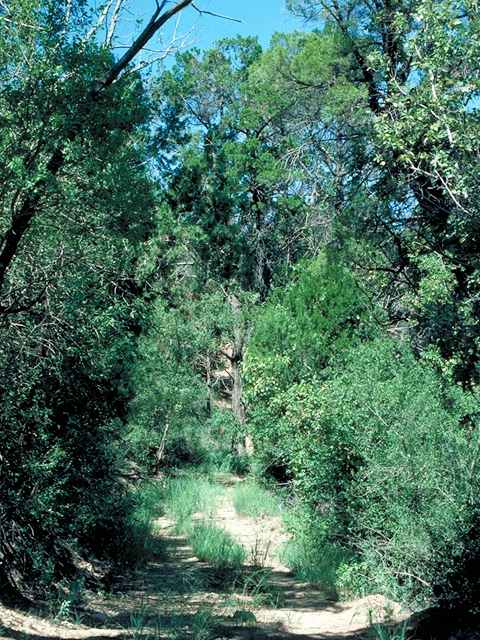 Juniperus scopulorum (Rocky mountain juniper) #18049