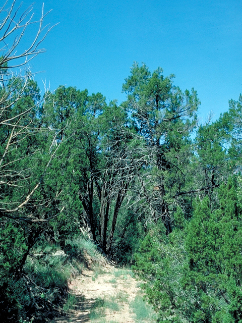 Juniperus scopulorum (Rocky mountain juniper) #18051
