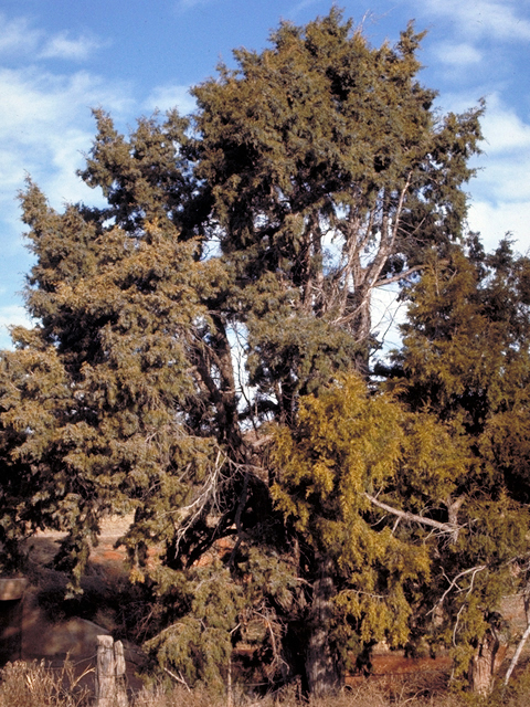 Juniperus scopulorum (Rocky mountain juniper) #18054