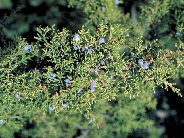 Juniperus scopulorum (Rocky mountain juniper) #18055