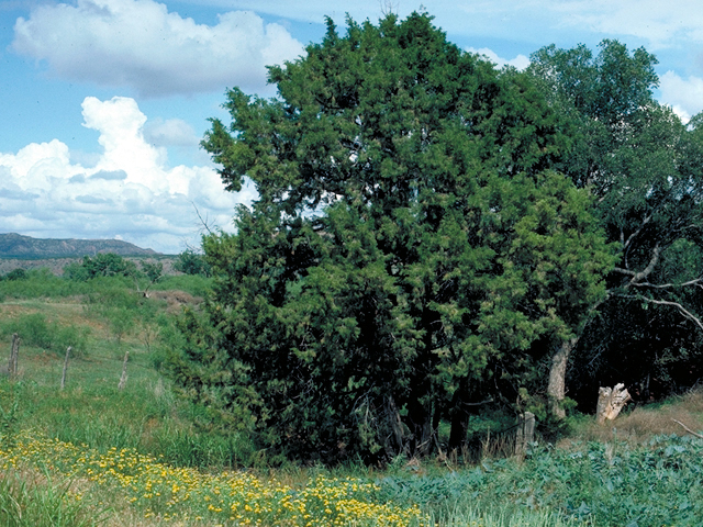 Juniperus scopulorum (Rocky mountain juniper) #18056