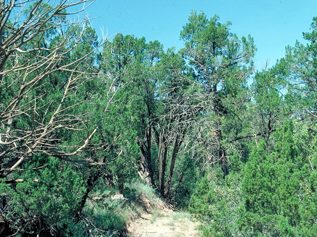 Juniperus scopulorum (Rocky mountain juniper) #18058