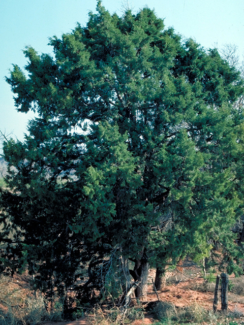 Juniperus scopulorum (Rocky mountain juniper) #18059