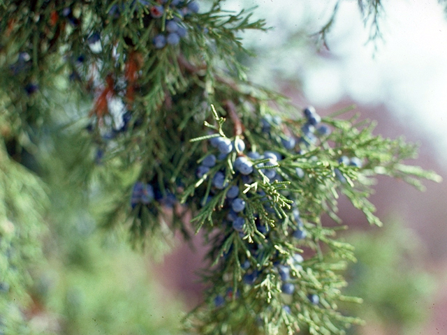 Juniperus scopulorum (Rocky mountain juniper) #18060