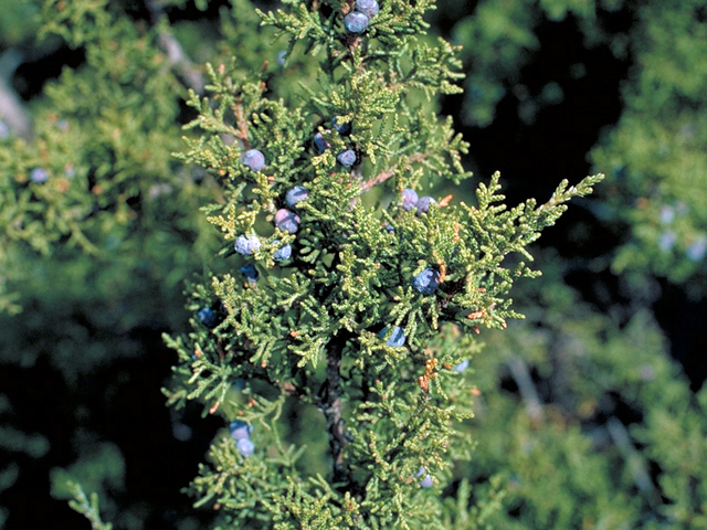 Juniperus scopulorum (Rocky mountain juniper) #18061