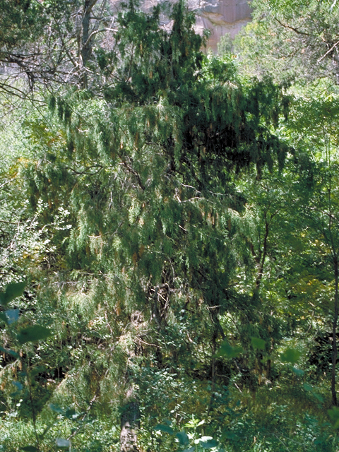 Juniperus scopulorum (Rocky mountain juniper) #18063