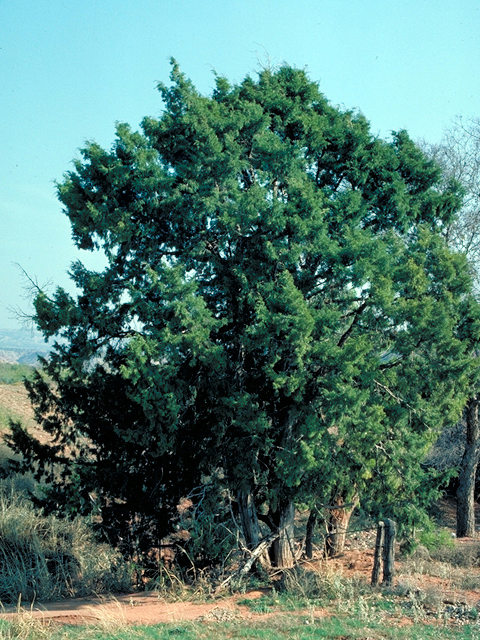 Juniperus scopulorum (Rocky mountain juniper) #18065