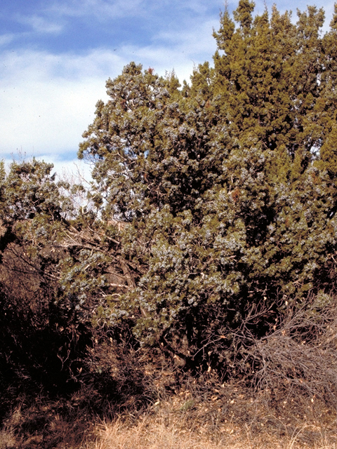 Juniperus monosperma (Oneseed juniper) #18066