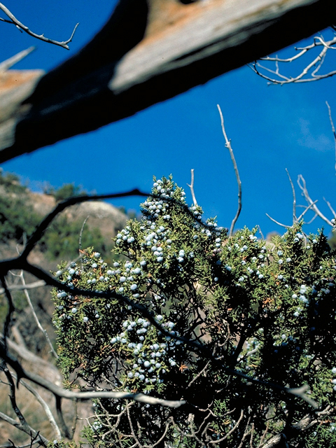 Juniperus monosperma (Oneseed juniper) #18068