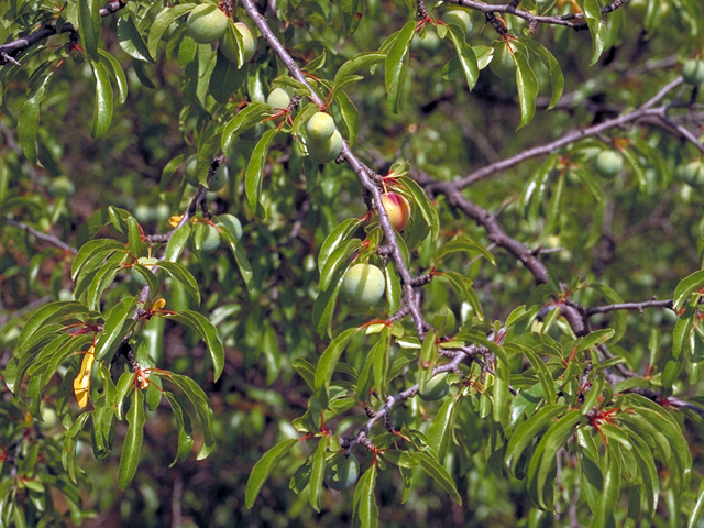 Prunus angustifolia (Chickasaw plum) #18076