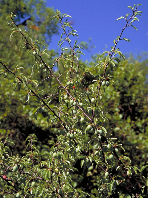 Prunus angustifolia (Chickasaw plum) #18079