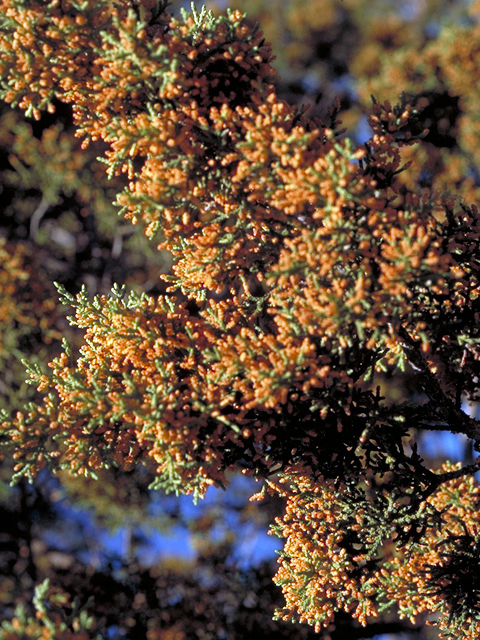 Juniperus pinchotii (Pinchot's juniper) #18133