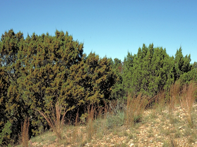 Juniperus pinchotii (Pinchot's juniper) #18134