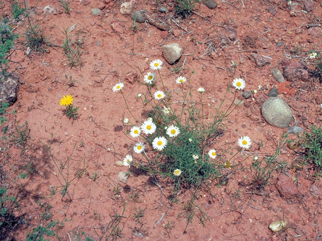 Aphanostephus skirrhobasis (Lazy daisy) #18138