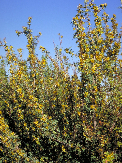 Mahonia trifoliolata (Agarita) #18171