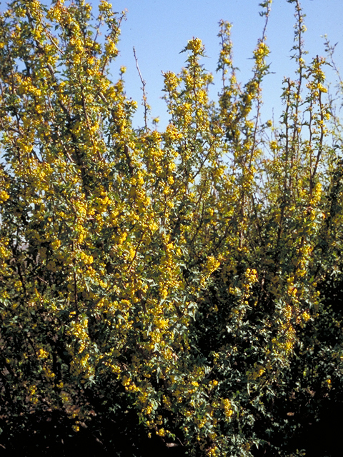 Mahonia trifoliolata (Agarita) #18172