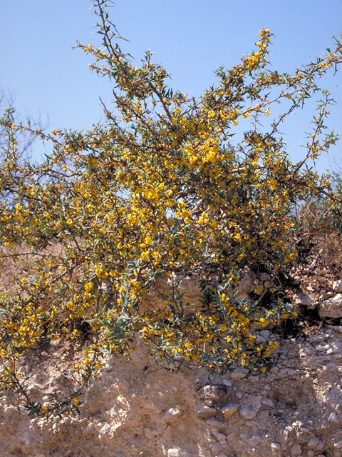 Mahonia trifoliolata (Agarita) #18173