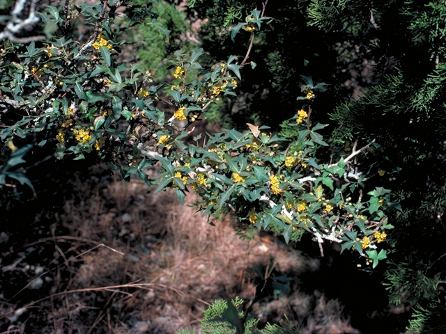 Mahonia trifoliolata (Agarita) #18174