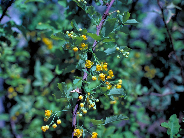 Mahonia swaseyi (Texas barberry) #18177
