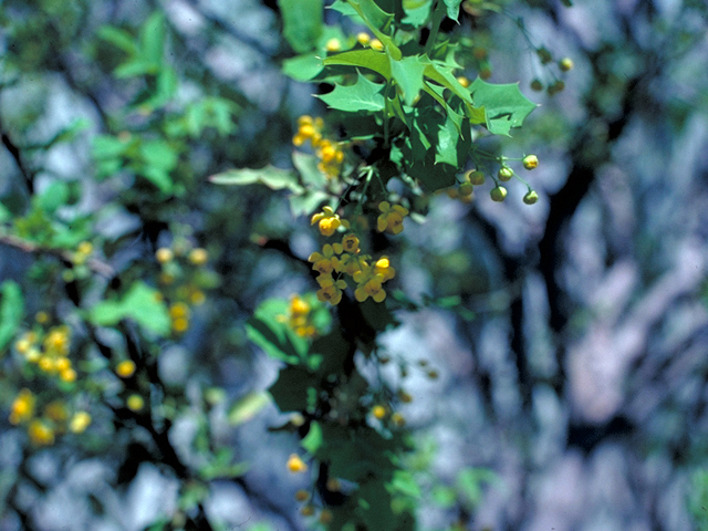 Mahonia swaseyi (Texas barberry) #18179