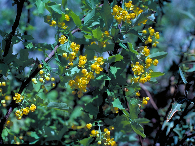 Mahonia swaseyi (Texas barberry) #18181