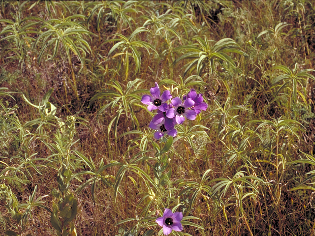Eustoma exaltatum ssp. russellianum (Texas bluebells) #18188