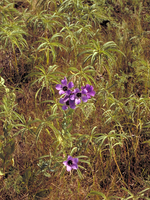 Eustoma exaltatum ssp. russellianum (Texas bluebells) #18190