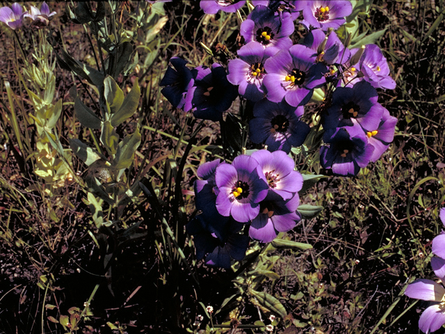 Eustoma exaltatum ssp. russellianum (Texas bluebells) #18198