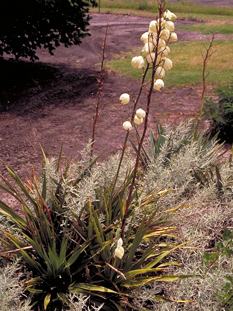 Yucca rupicola (Twistleaf yucca) #18224