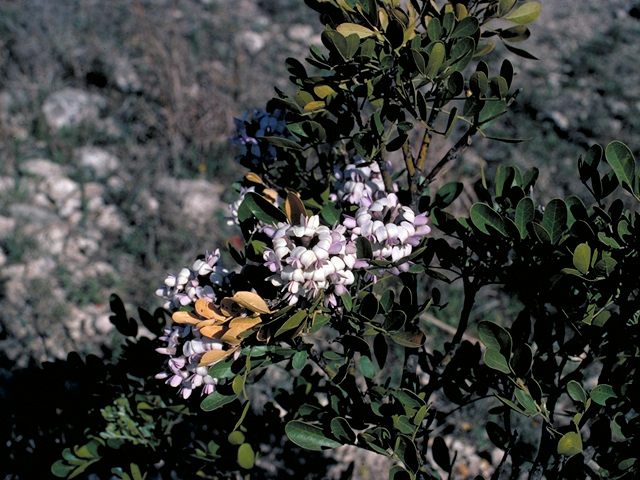 Sophora secundiflora (Texas mountain laurel) #18255