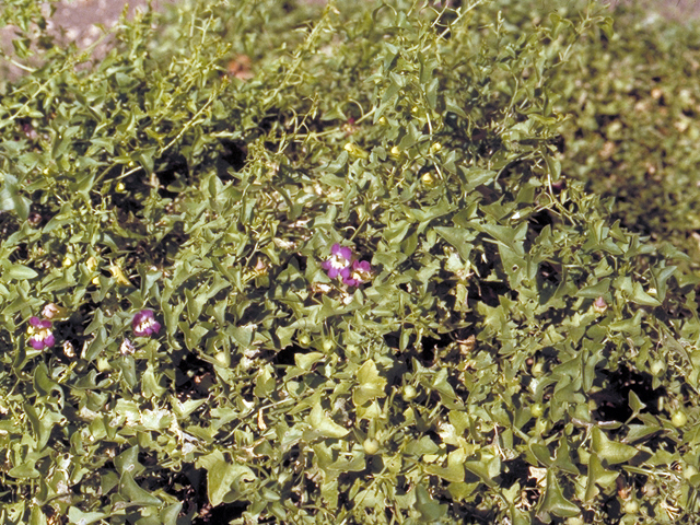 Maurandella antirrhiniflora (Snapdragon vine ) #18258