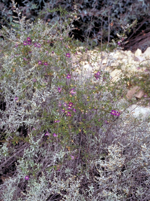 Maurandella antirrhiniflora (Snapdragon vine ) #18259