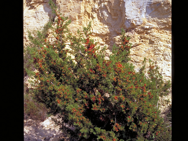 Juniperus pinchotii (Pinchot's juniper) #18267